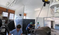 EIn Pferd wird mit einer Hängebahn mit Kurve auf den Operationstisch bewegt